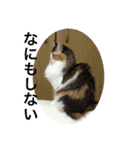 三毛猫みいさん calico cat（個別スタンプ：5）