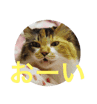 三毛猫みいさん calico cat（個別スタンプ：6）