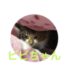 三毛猫みいさん calico cat（個別スタンプ：7）