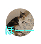 三毛猫みいさん calico cat（個別スタンプ：8）