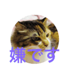 三毛猫みいさん calico cat（個別スタンプ：9）