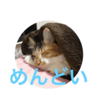 三毛猫みいさん calico cat（個別スタンプ：10）
