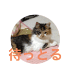 三毛猫みいさん calico cat（個別スタンプ：11）