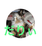 三毛猫みいさん calico cat（個別スタンプ：12）