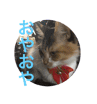 三毛猫みいさん calico cat（個別スタンプ：13）