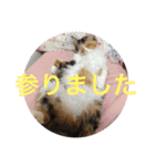 三毛猫みいさん calico cat（個別スタンプ：14）