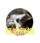 三毛猫みいさん calico cat（個別スタンプ：15）