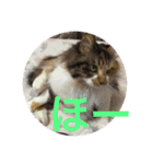 三毛猫みいさん calico cat（個別スタンプ：16）
