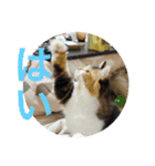 三毛猫みいさん calico cat（個別スタンプ：17）