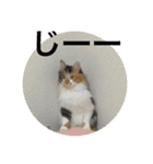 三毛猫みいさん calico cat（個別スタンプ：18）