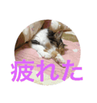 三毛猫みいさん calico cat（個別スタンプ：19）