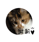 三毛猫みいさん calico cat（個別スタンプ：20）