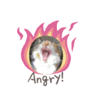 三毛猫みいさん calico cat（個別スタンプ：21）