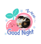 三毛猫みいさん calico cat（個別スタンプ：22）