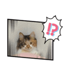三毛猫みいさん calico cat（個別スタンプ：23）