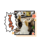 三毛猫みいさん calico cat（個別スタンプ：24）