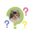三毛猫みいさん calico cat（個別スタンプ：25）