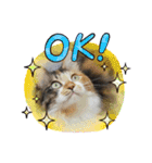 三毛猫みいさん calico cat（個別スタンプ：26）
