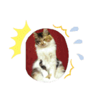 三毛猫みいさん calico cat（個別スタンプ：27）