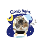 三毛猫みいさん calico cat（個別スタンプ：28）