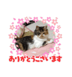 三毛猫みいさん calico cat（個別スタンプ：30）