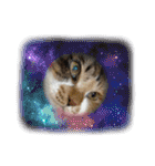 三毛猫みいさん calico cat（個別スタンプ：31）