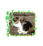 三毛猫みいさん calico cat（個別スタンプ：33）