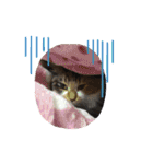 三毛猫みいさん calico cat（個別スタンプ：34）