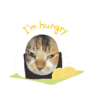 三毛猫みいさん calico cat（個別スタンプ：35）
