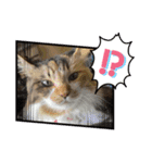 三毛猫みいさん calico cat（個別スタンプ：36）