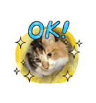 三毛猫みいさん calico cat（個別スタンプ：37）