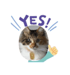 三毛猫みいさん calico cat（個別スタンプ：40）