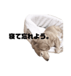 ヴィヴィとモグのスタンプ♡（個別スタンプ：20）