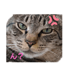 猫のふろんた＆かぶれら（個別スタンプ：3）
