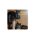 猫のふろんた＆かぶれら（個別スタンプ：6）