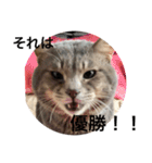 猫のミーです（個別スタンプ：1）