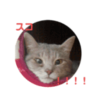 猫のミーです（個別スタンプ：2）