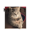 猫のミーです（個別スタンプ：3）
