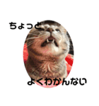 猫のミーです（個別スタンプ：4）