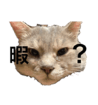 猫のミーです（個別スタンプ：5）