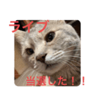 猫のミーです（個別スタンプ：6）