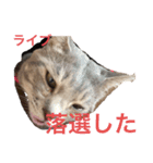 猫のミーです（個別スタンプ：7）