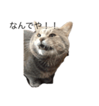 猫のミーです（個別スタンプ：10）