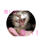 猫のミーです（個別スタンプ：11）