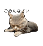 猫のミーです（個別スタンプ：12）