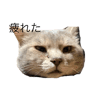 猫のミーです（個別スタンプ：13）