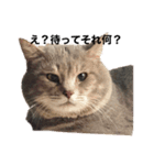猫のミーです（個別スタンプ：15）