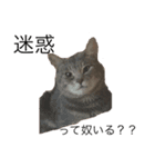 猫のミーです（個別スタンプ：16）