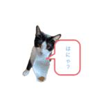 ハチワレねおくん2（個別スタンプ：1）