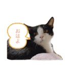 ハチワレねおくん2（個別スタンプ：4）